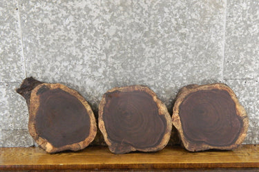 3- Live Edge Black Walnut Round Cut Display Stands/Craft Pack 855-857